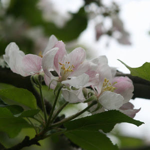 Meet your Posher, Charlotte